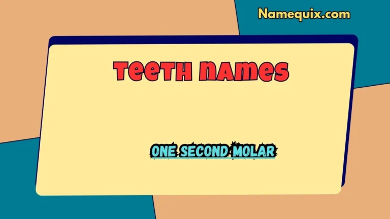 teeth names